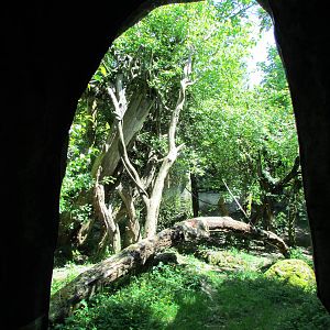 Trail of Vines - Orangutan Exhibit