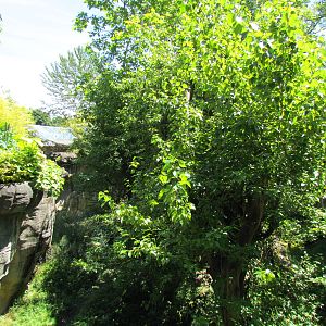 Trail of Vines - Orangutan Exhibit