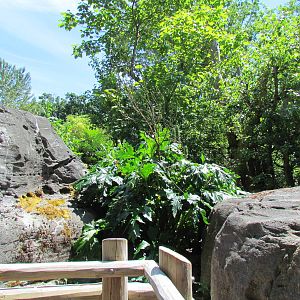 Trail of Vines - Orangutan Exhibit