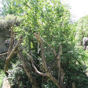 Trail of Vines - Orangutan Exhibit