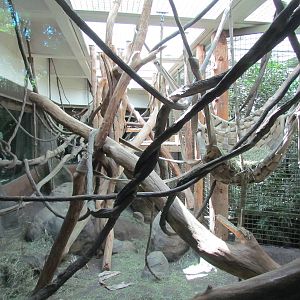 Trail of Vines - Orangutan Exhibit