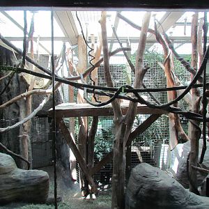 Trail of Vines - Orangutan Exhibit