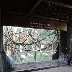 Trail of Vines - Orangutan Exhibit