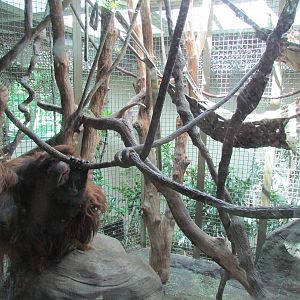 Trail of Vines - Orangutan Exhibit