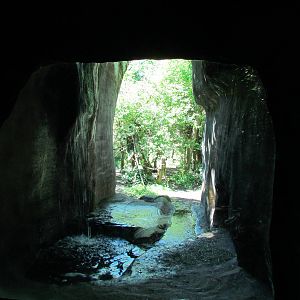 Trail of Vines - Orangutan Exhibit