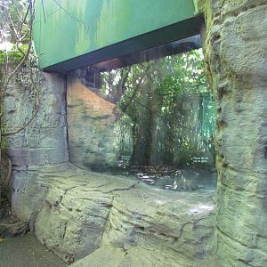 Trail of Vines - Orangutan Exhibit