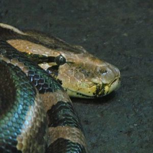 Trail of Vines - Indian Python