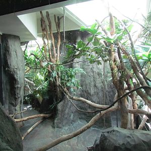 Trail of Vines - Siamang Exhibit