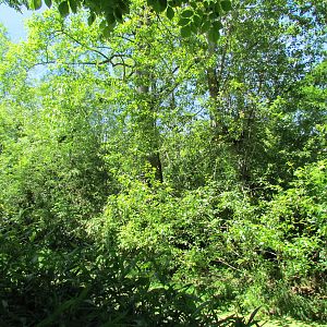 Trail of Vines - Siamang Exhibit