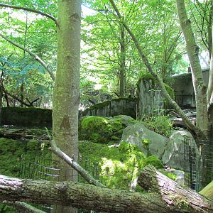 Trail of Vines - Malayan Tapir Exhibit