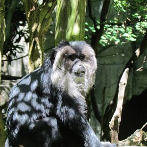 Trail of Vines - Lion-tailed Macaque