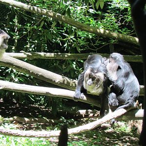 Trail of Vines - Lion-tailed Macaque Exhibit