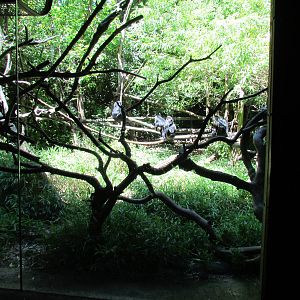 Trail of Vines - Lion-tailed Macaque Exhibit
