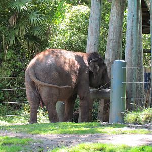 Elephant Forest - Asian Elephant Exhibit