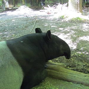 Trail of Vines - Malayan Tapir Exhibit
