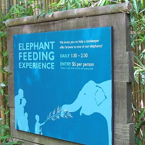 Elephant Forest - Elephant Feeding Sign