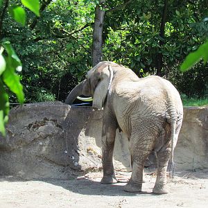 Elephant Forest - African Bush Elephant