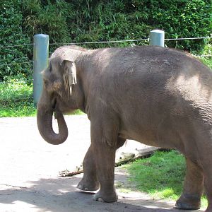 Elephant Forest - Asian Elephant