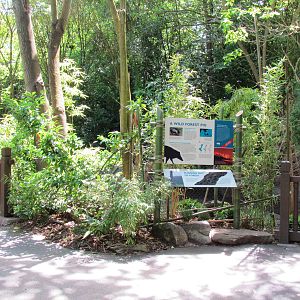 Elephant Forest - Visayan Warty Pig Exhibit