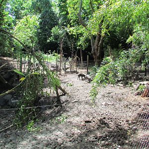 Elephant Forest - Visayan Warty Pig Exhibit