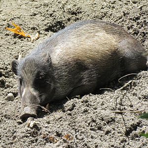 Elephant Forest - Visayan Warty Pig Exhibit