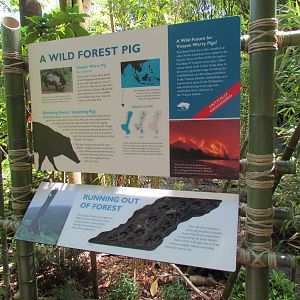 Elephant Forest - Visayan Warty Pig Exhibit