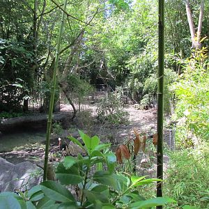 Elephant Forest - Visayan Warty Pig Exhibit