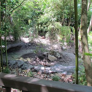 Elephant Forest - Visayan Warty Pig Exhibit