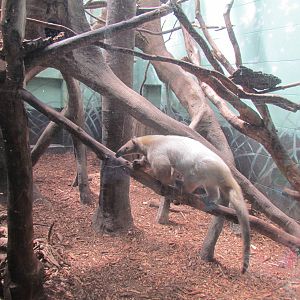 Adaptations Building - Southern Tamandua
