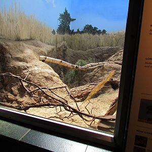 Adaptations Building - Meerkat Exhibit