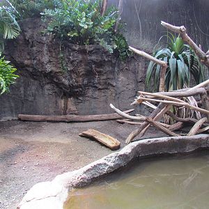 Adaptations Building - Komodo Dragon Exhibit