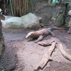 Adaptations Building - Komodo Dragon Exhibit