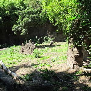 African Savanna - Warthog Exhibit