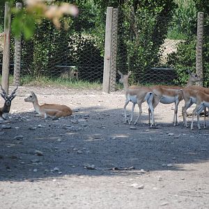 Parco Faunistico Valcorba - Padova