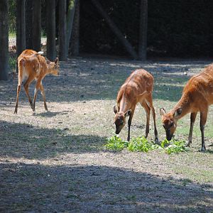 Parco Faunistico Valcorba - Padova