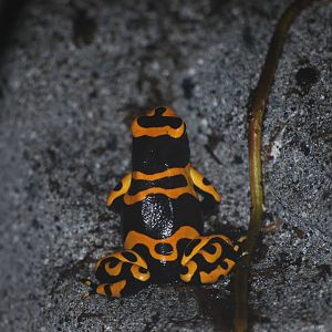 Yellow-banded poison-dart frog