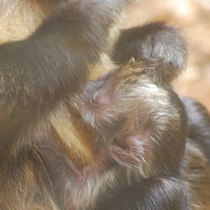 Baby buffy-headed capuchin monkey