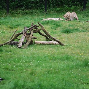 Cheetah stalking a magpie