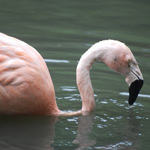 Chilean flamingo
