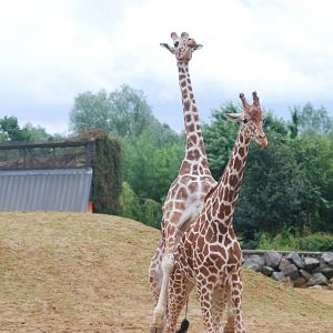 Mating reticulated giraffes