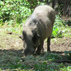 African Savanna - Common Warthog