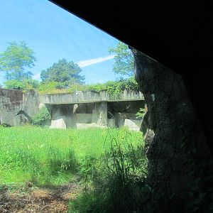 African Savanna - Lion Exhibit