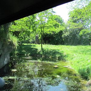 African Savanna - Lion Exhibit