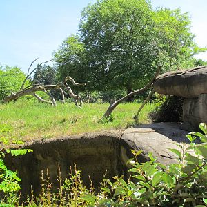 African Savanna - Patas Monkey Exhibit