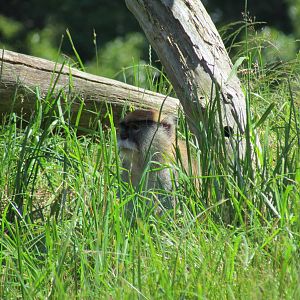 African Savanna - Patas Monkey Exhibit