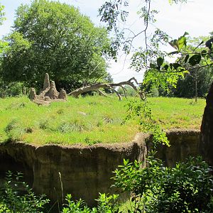 African Savanna - Patas Monkey Exhibit