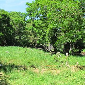 African Savanna - Lion Exhibit