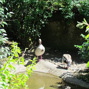 African Savanna - Egyptian Geese