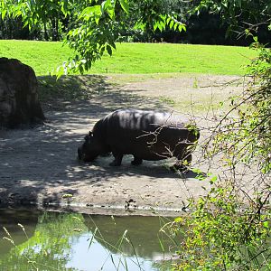 African Savanna - River Hippopotamus Exhibit
