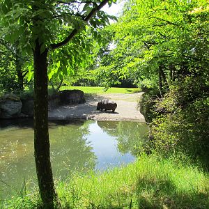 African Savanna - River Hippopotamus Exhibit
